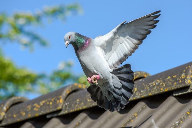 entreprise de lutte anti-pigeons