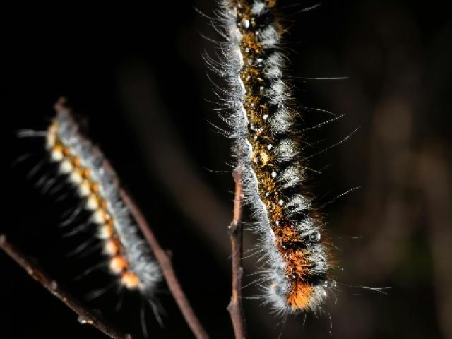 Chenilles processionnaires : dangers, prévention et solutions