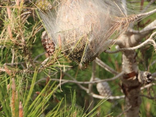 Chenilles processionnaires : dangers, prévention et solutions