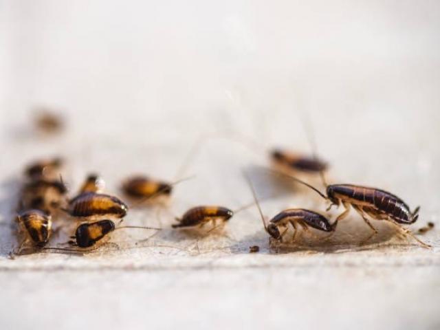 Les cafards à la maison : quelles sont les causes, les dangers et les solutions efficaces ?