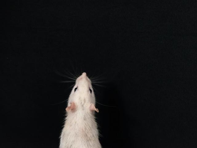 Les bons conseils à adopter cet hiver pour éviter la venue des rongeurs