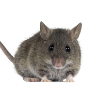 Rats & Souris