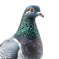 Pigeons