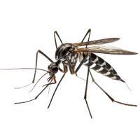 Autres Insectes