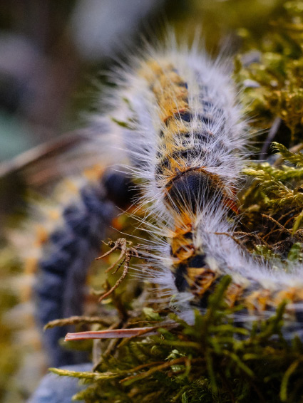 Désinsectisation fourmis