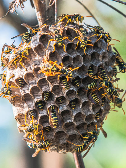 Entreprise de désinfection nuisible